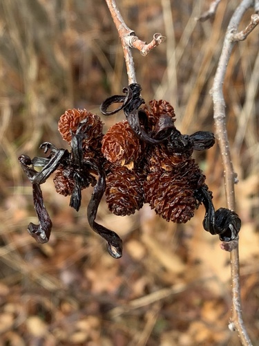 Eastern American alder tongue gall fungus