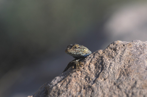 iNaturalist observation photo of Great Basin Fence Lizard