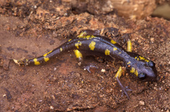 Ensatina eschscholtzii croceater