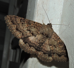 Eudesmeola lawsoni