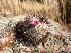 Mammillaria perezdelarosae