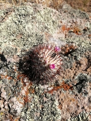 Mammillaria perezdelarosae
