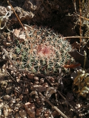 Mammillaria wagneriana