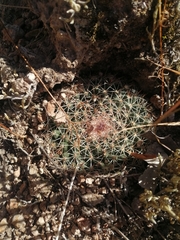 Mammillaria wagneriana