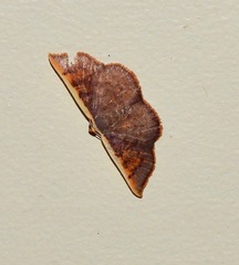 Picromorpha pyrrhopa