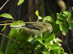 Spindalis zena benedicti