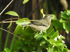 Spindalis zena benedicti