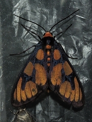 Amata humeralis