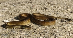 Thamnophis proximus rutiloris