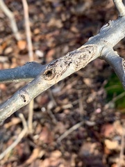 Cryptorhynchus lapathi