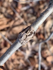 Cryptorhynchus lapathi