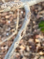 Cryptorhynchus lapathi