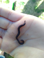 Aporrectodea caliginosa