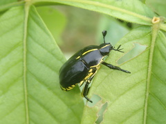 Rutela lineola