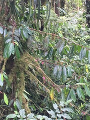 Drymonia conchocalyx