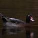Mallard × Muscovy Duck - Photo (c) Big Al, some rights reserved (CC BY-NC), uploaded by Big Al