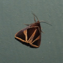 Agamana conjungens