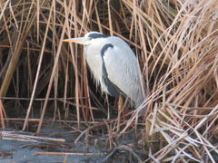 Ardea cinerea