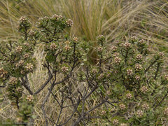 Baccharis tricuneata
