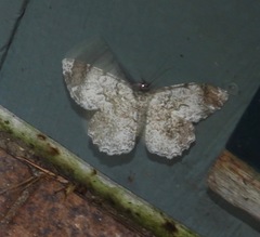 Amblychia subrubida
