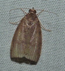 Austrocarea iocephala