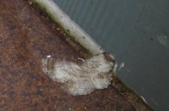 Amblychia subrubida