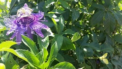 Passiflora