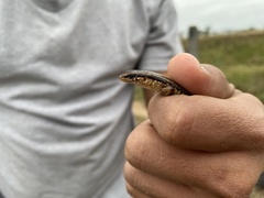 Scincella cherriei stuarti