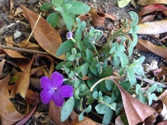 Ruellia squarrosa