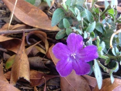 Ruellia squarrosa
