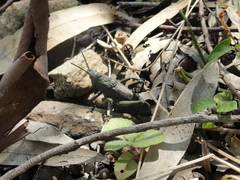 Dictyophorus griseus