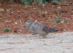 Streptopelia orientalis