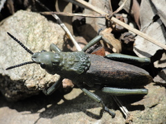 Dictyophorus griseus