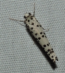 Yponomeuta internellus