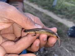 Scincella cherriei stuarti