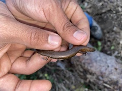 Scincella cherriei stuarti