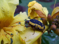 Pachnoda fissipunctum