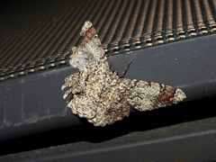 Amblychia subrubida