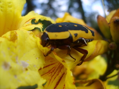 Pachnoda fissipunctum