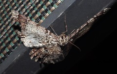 Amblychia subrubida