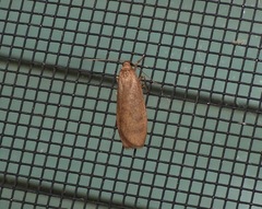 Lambula obliquilinea