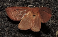 Anthela ferruginosa