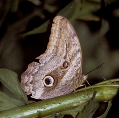 Caligo oedipus