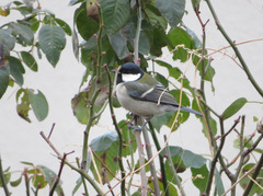Parus minor
