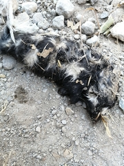 Spilogale angustifrons