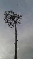 Agave cordillerensis