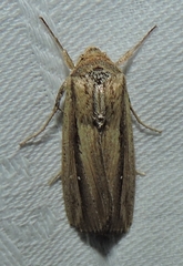 Leucania stenographa