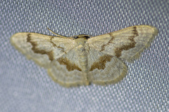 Idaea iodesma