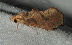 Plusiodonta arctipennis