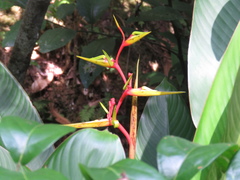 Heliconia richardiana